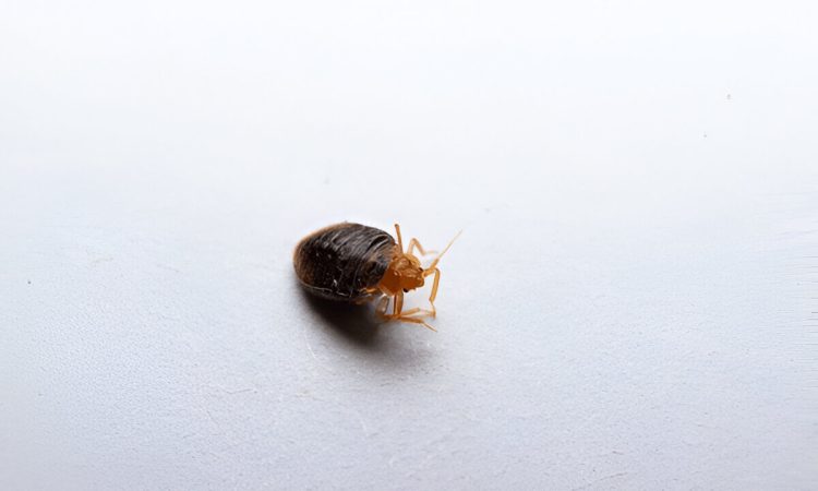 What Kills Bed Bugs Instantly Effective Solutions For Homeowners